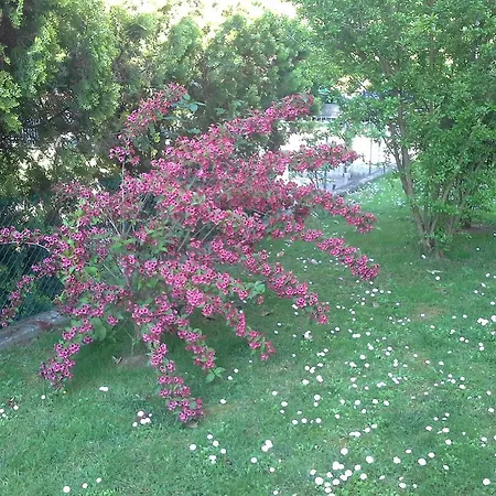 Ciccilia