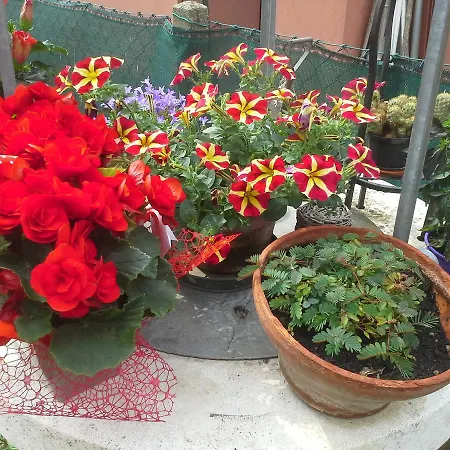 Ciccilia בנטיבוליו