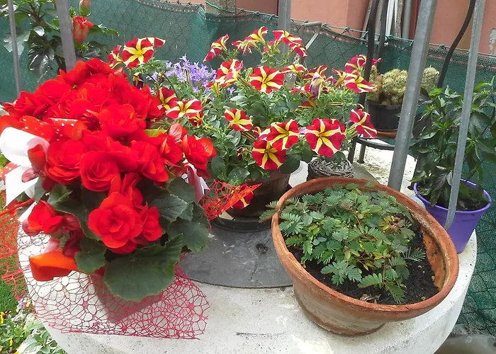 Ciccilia בנטיבוליו