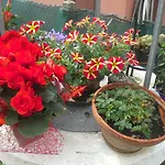 Ciccilia בנטיבוליו