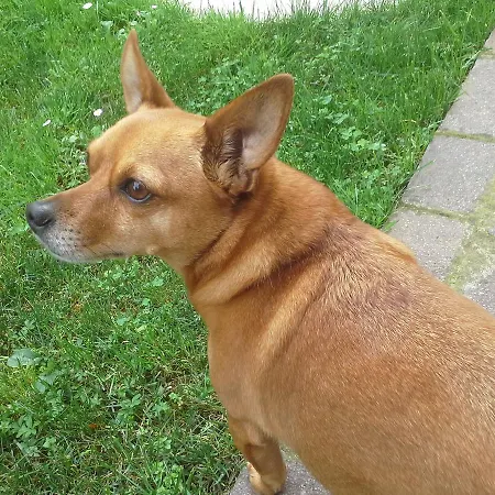 Alojamento de Acomodação e Pequeno-almoço Ciccilia 3*